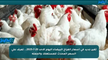 تغير جديد في أسعار الفراخ البيضاء اليوم الأحد 20-7-2025.. تعرف على السعر المحدث للمستهلك والجملة